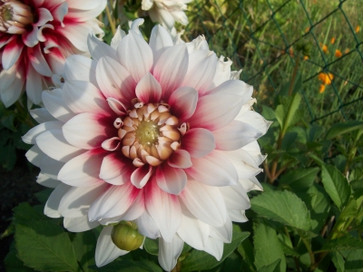 Dahlien weiss rot 2