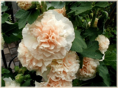 Alcea rosea ' Chaters lachs '