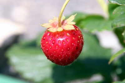 Kleine Erdbeere
