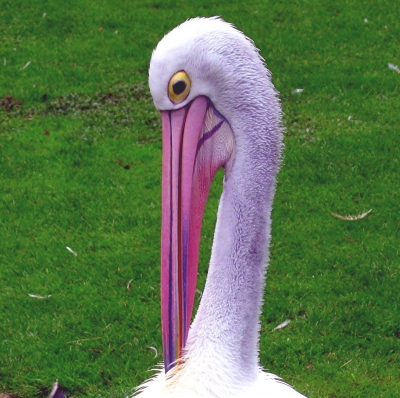 Pelikan im Vogelpark Walsrode