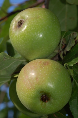 Reifende Äpfel