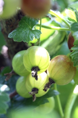 Stachelbeeren