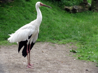 Ein Paradieskranich im Vogelpark Walsrode