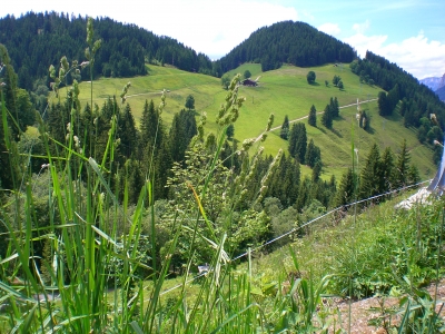 grüne Wiese in Tirol