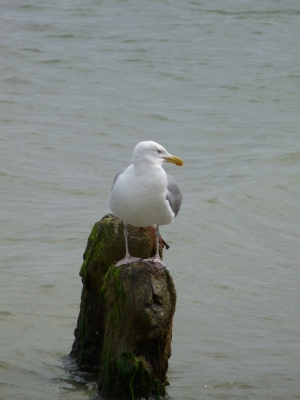 Portrait einer Möwe - 1