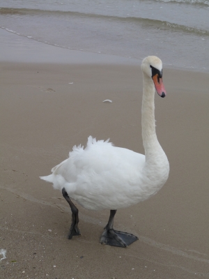 Schwan am Strand