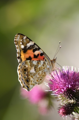 Schmetterling können nicht weinen...