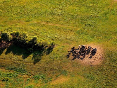 Pferde auf der Weide -  Luftbild