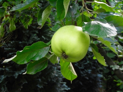 Junger Apfel