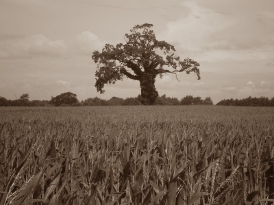 Kräftiger Baum im Maisfeld