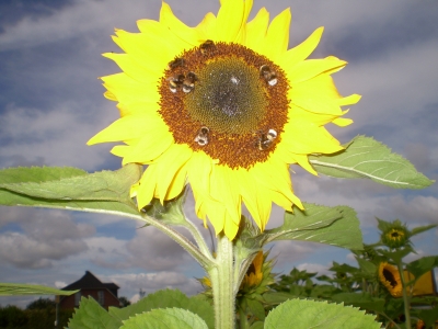 Sonnenblume " Sieben auf einen Streich "