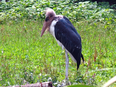 Ein exotischer Vogel im Vogelpark Walsrode