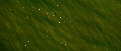 Zugvögel wandern ab - Luftbild