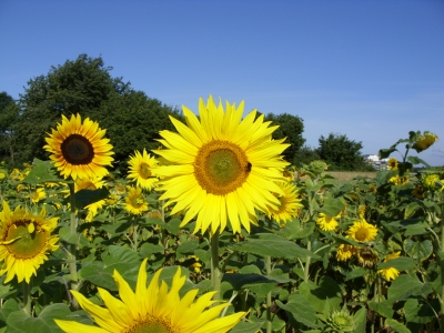 strahlende Sonne 10