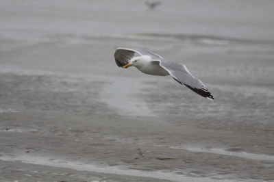 Möwe im Anflug