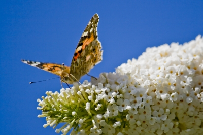 Schmetterling