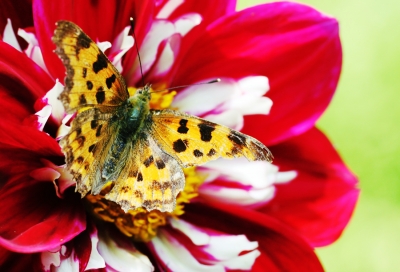 Schmetterling auf bunter Blüte