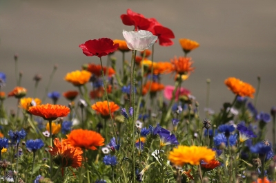 Blick in die Blumenwiese