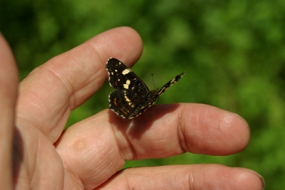 Spiel mit dem Schmetterling 1