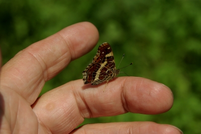 Spiel mit dem Schmetterling 2