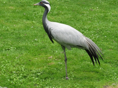 Jungfernkranich im Vogelpark Walsrode