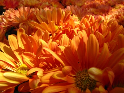 leuchtend-orangene Chrysanthemen 1