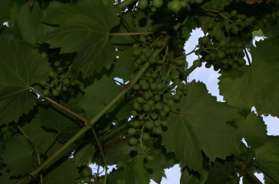 Weintrauben wachsen unterm unserem Himmel