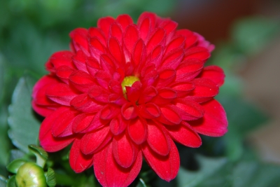 Rote Blüte
