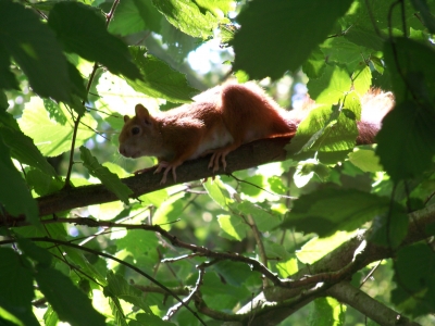 Eichhörnchen im Haselnussbaum