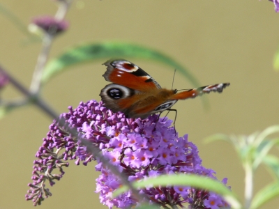 Tagpfauenauge Schmetterling 1