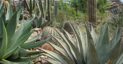 Wüstenflora