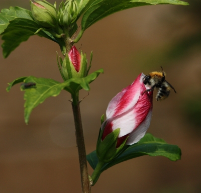 Hibiskusknospen mit Biene