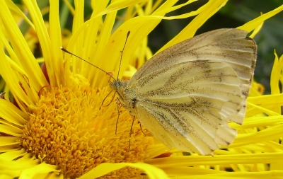 Schmetterling