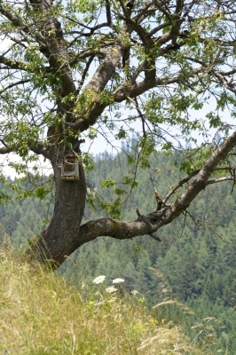 Der alte Kirschbaum