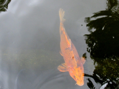 Koi Fische im Vogelpark Walsrode