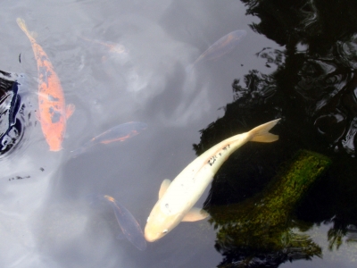 Koi Fische im Vogelpark Walsrode