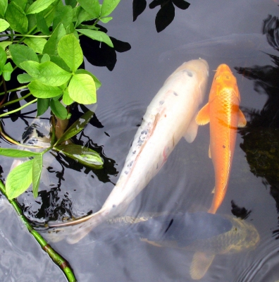 Koi Fische im Vogelpark Walsrode