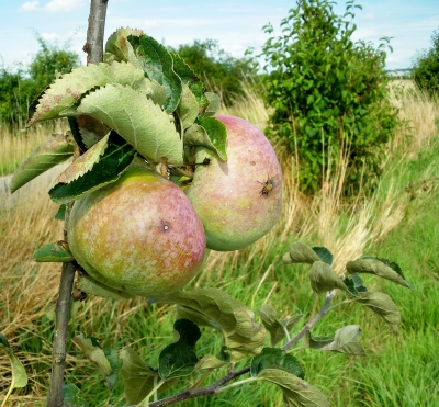 Apfel mit Fliege