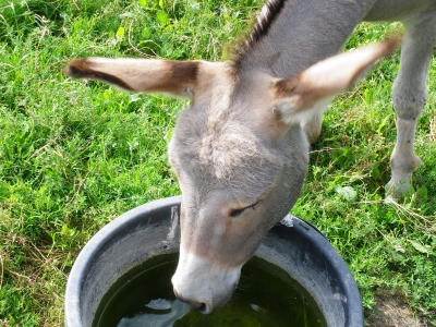 Durstiger Esel