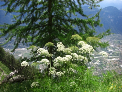 Blumen auf den Alpwiesen / 10