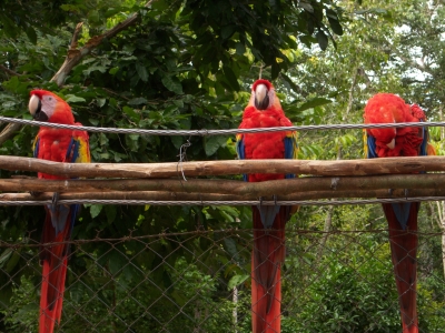 Papageien in Honduras
