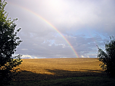 ein Regenbogen über`n Kornfeld