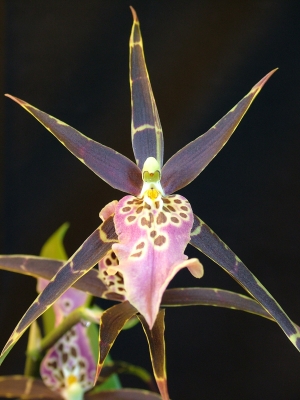 Orchidee Stern4