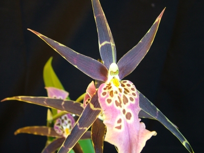Orchidee Stern1