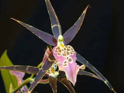 Orchidee Stern2