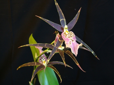 Orchidee Stern3