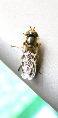 Apis mellifera