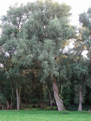 Korkenzieherbaum