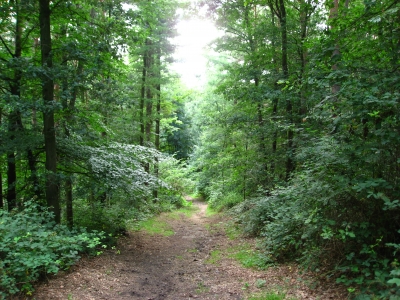 Einsamer Waldweg