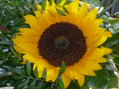 Sonnenblume